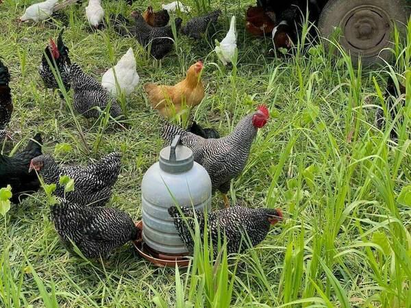 A flock of chickens, including a barred rock rooster, several barred rock hens, and a buff Orpington hen, peck at the grass around a large plastic waterer.  A vehicle tire is partially visible in the background.
